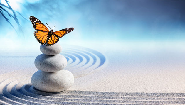 butterfly on the stones